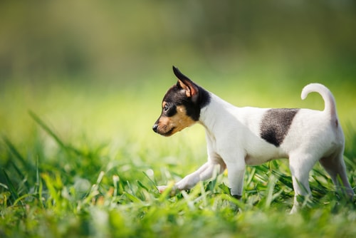 A Puppy Toy Fox Terrier playing in a green yard