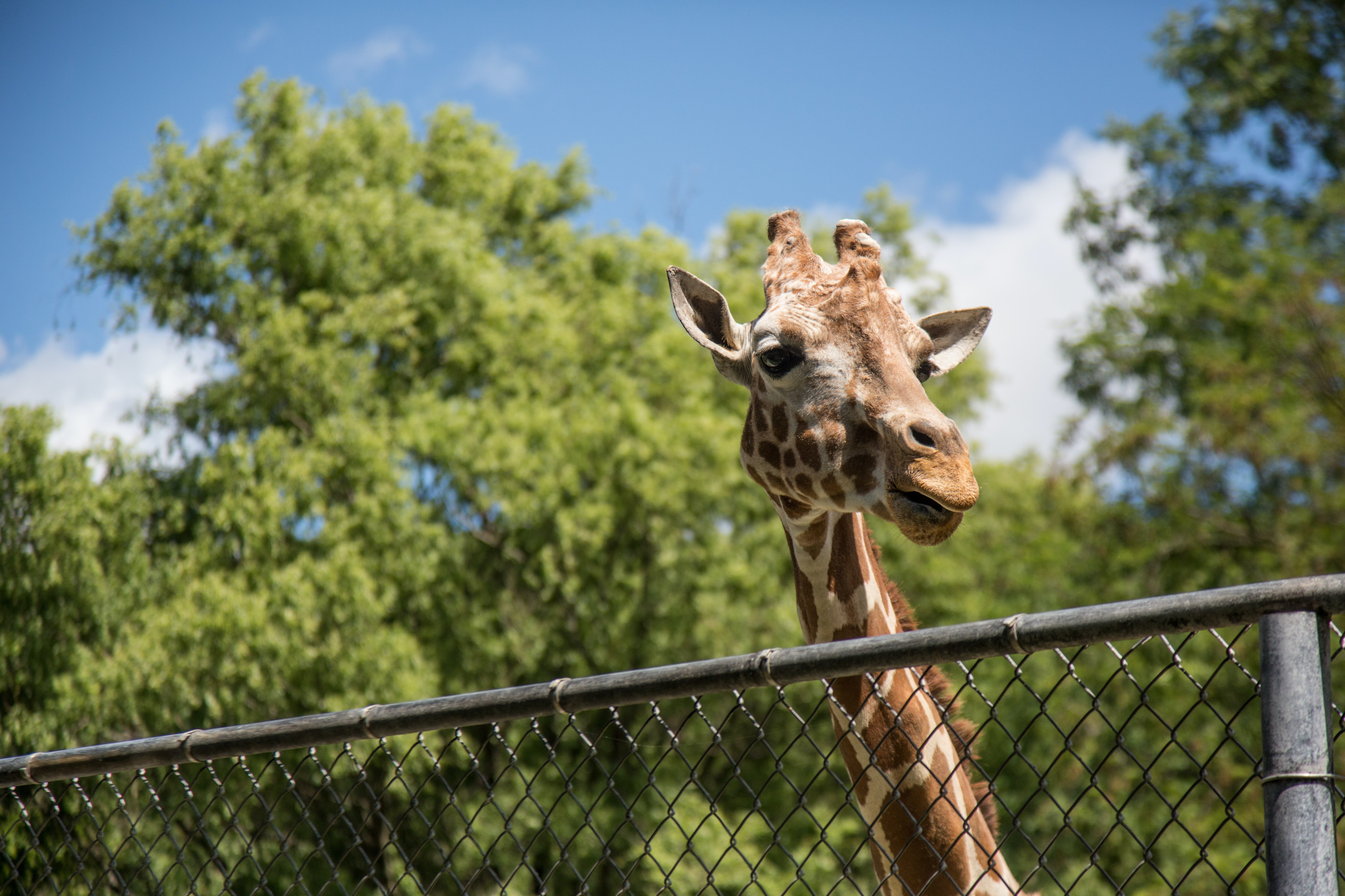 Giraffe looking over a fence