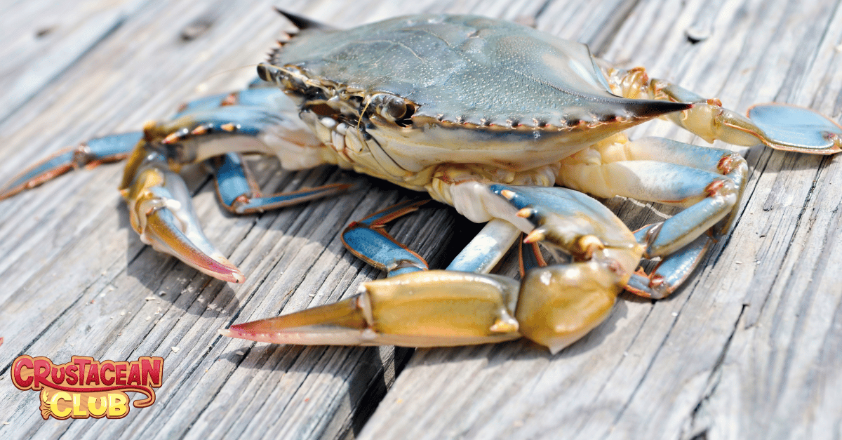 A soft shell crab 