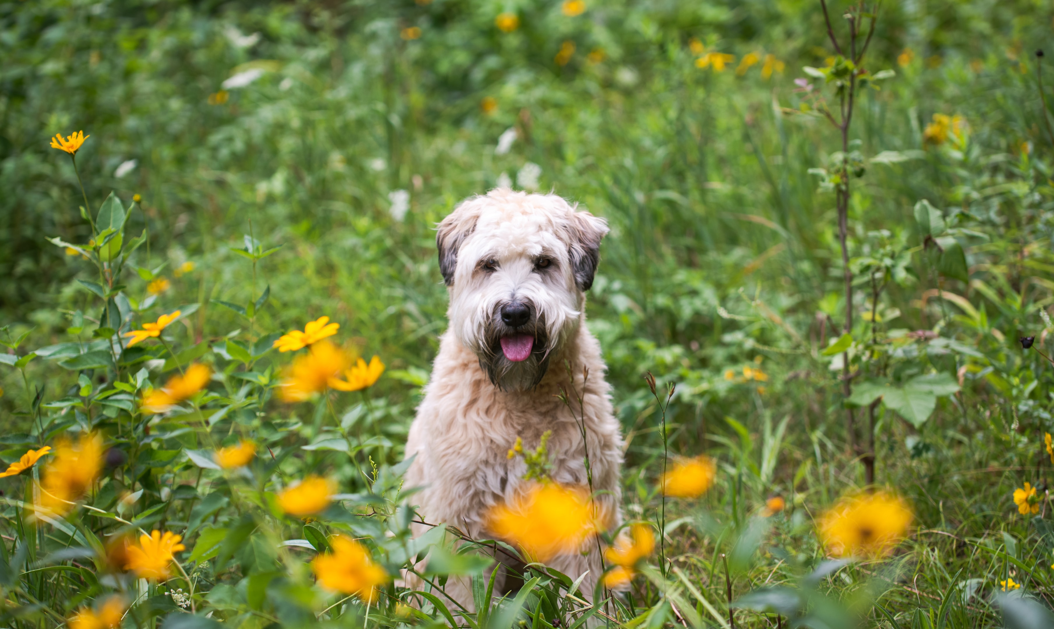 A Soft Coated Wheaten Terrier in a field of flowers