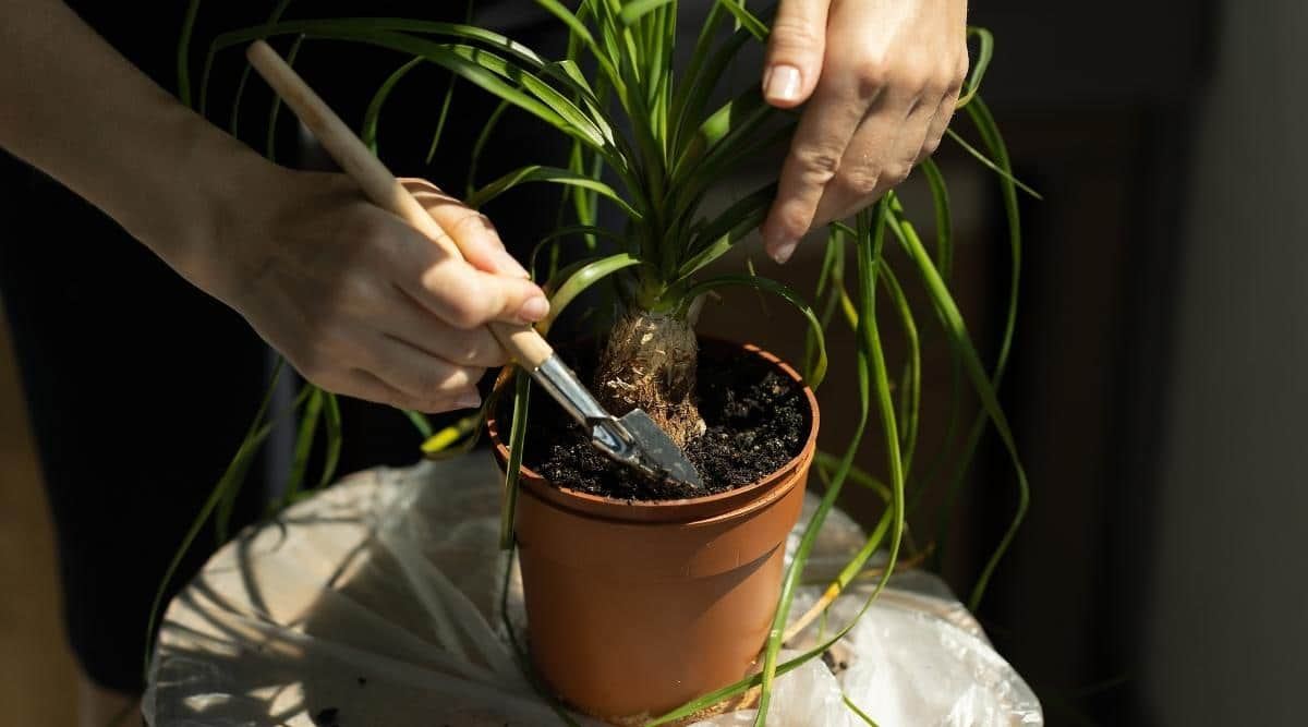 proper care, how to revive a ponytail palm