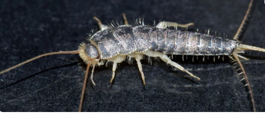 Common Signs Of A Silverfish Infestation And How Bait Traps Can Help, by  Haizel Thomas