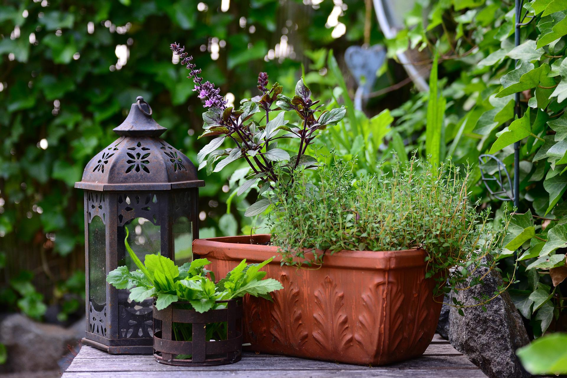 Indoor herb by congerdesign on Pixabay