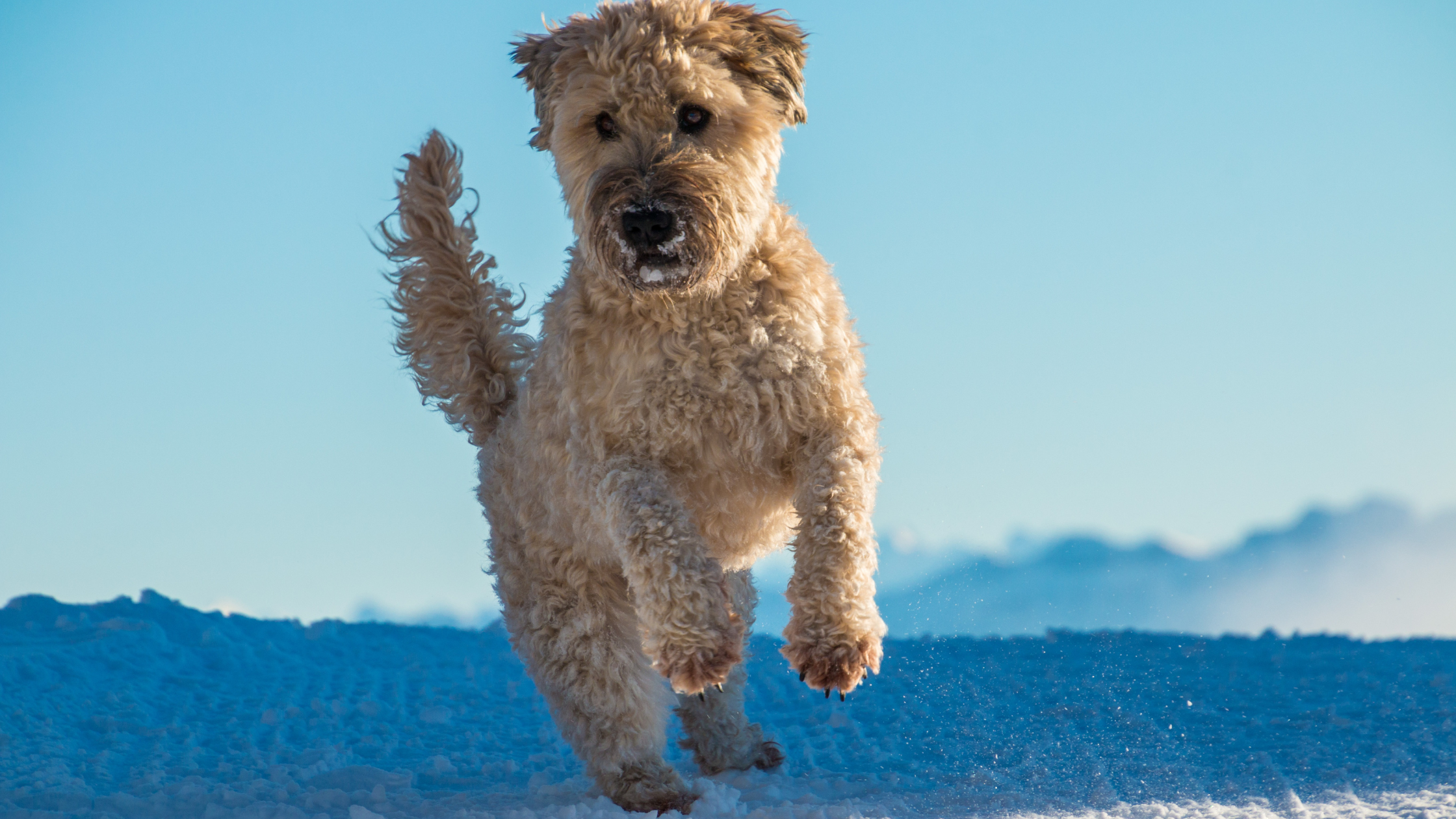 A Fluffy Soft Coated Wheaten Terrier jumping in the air