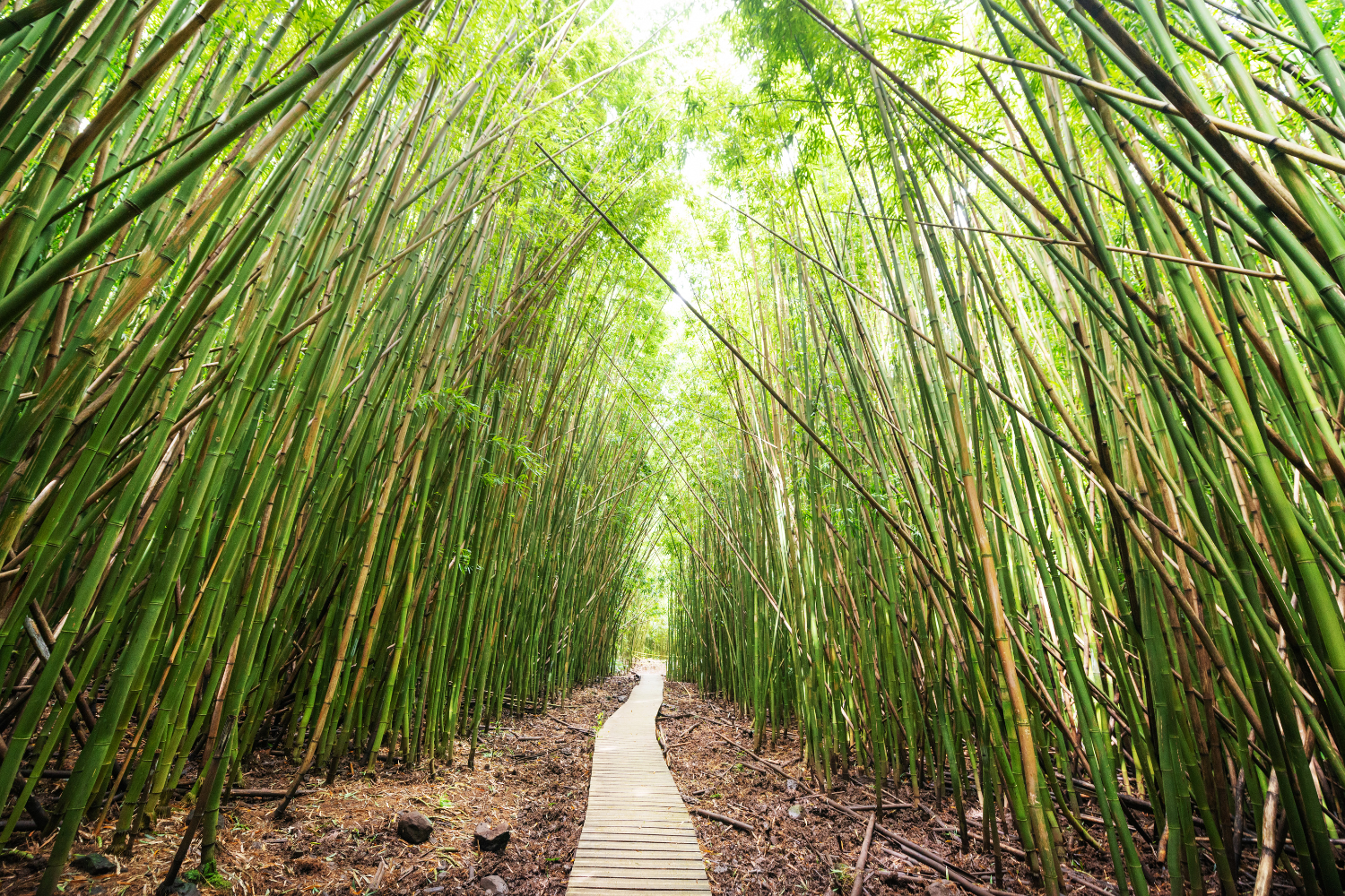 Pipiwai Trail through bamboo forest