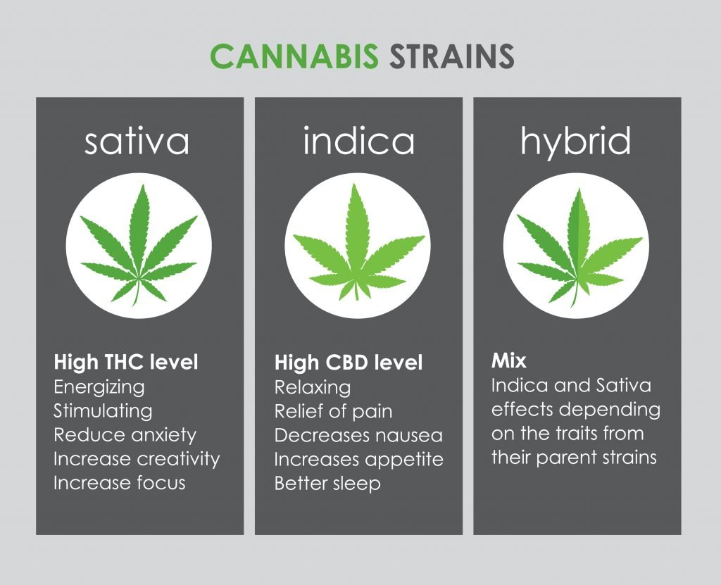 Differences of Cannabis Strains