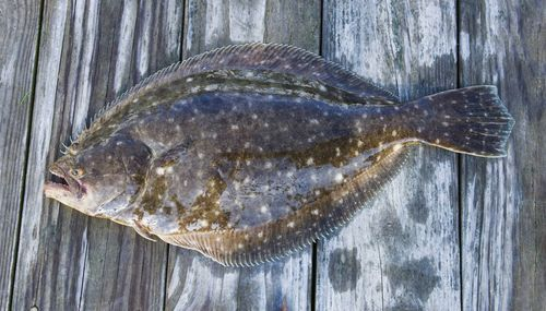 Fluke Fish