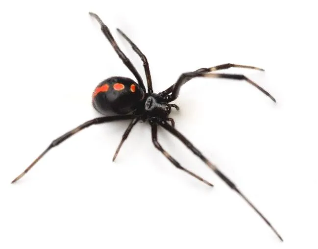 An image of a large black widow spider on a white background.