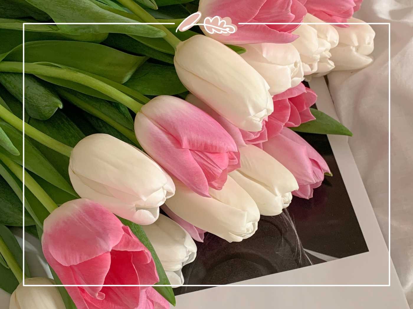 A close-up of pink and white tulips arranged beautifully, showcasing their delicate petals and fresh appearance - Fabulous Flowers and Gifts.