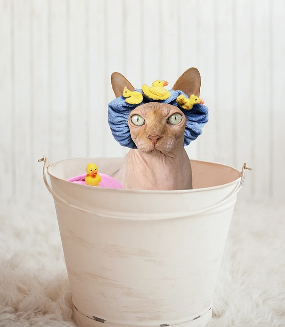 Sphynx cat in bath