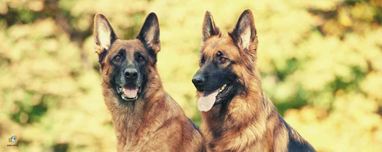 Two german shepherds