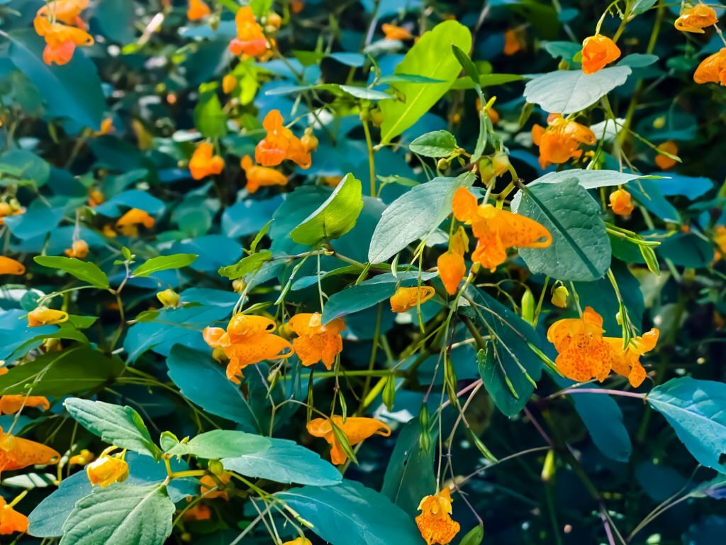 Jewelweed