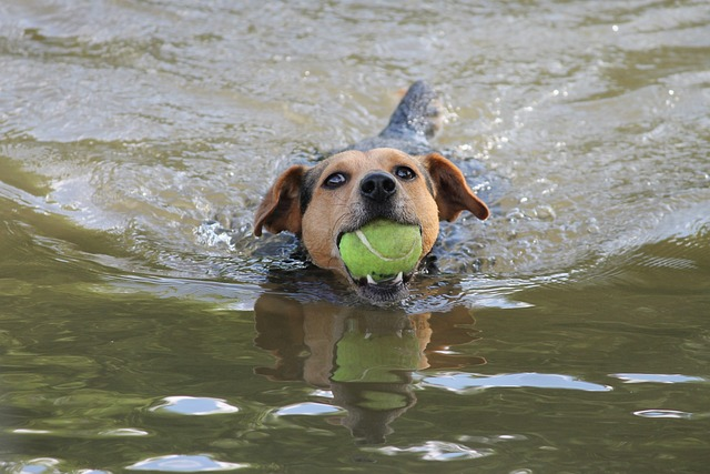 Dog, swim, to play