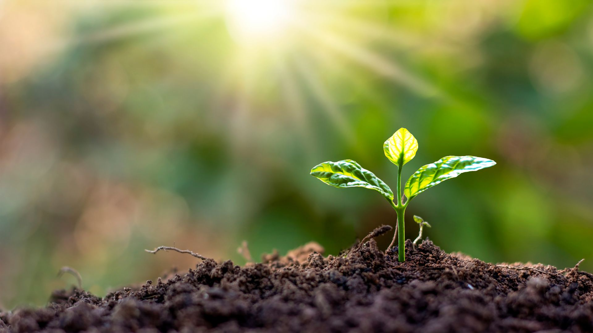 Accountability and Spiritual Growth