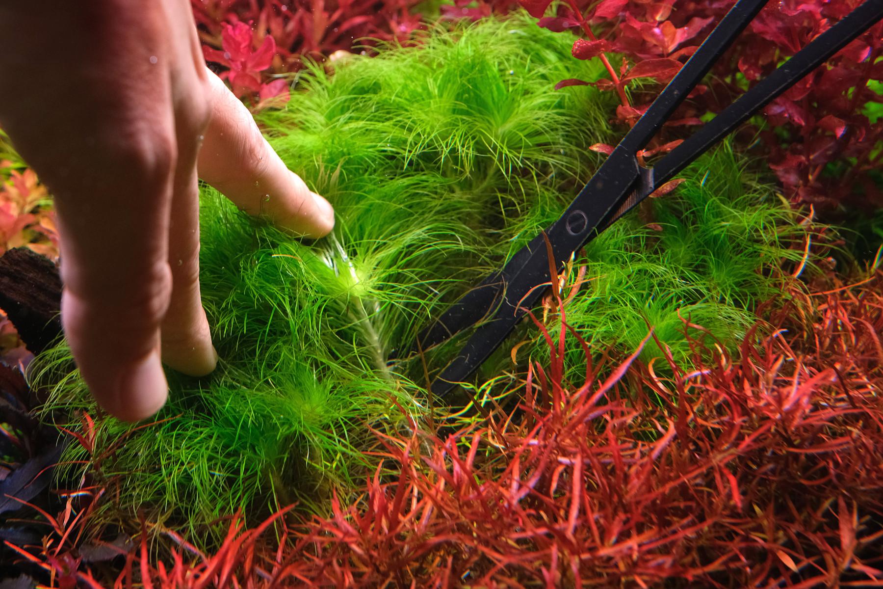 Cutting of Eriocaulon species