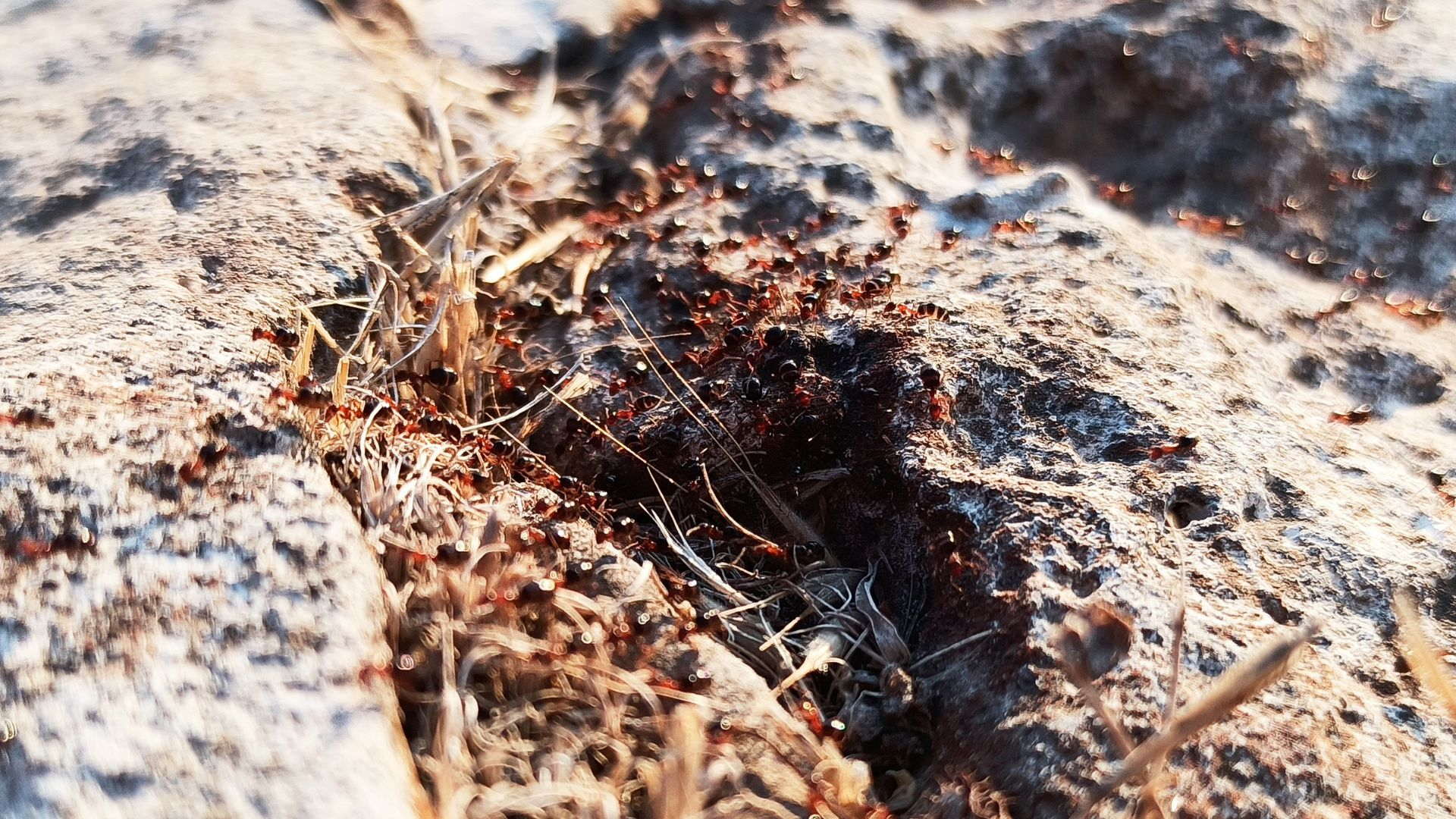 What Kills Fire Ants