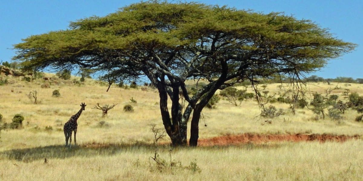 acacia trees 