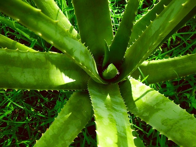 aloe vera, aloe, plant