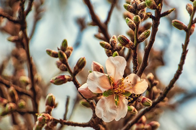 almond tree, flowers, branches