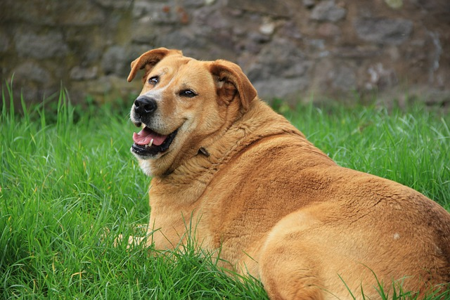 golden retriever, pet, dog