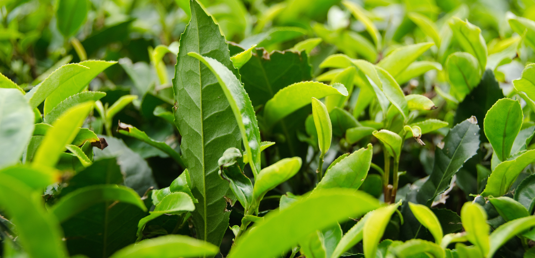 Matcha y té verde provienen de la misma planta de té, Camellia sinensis.