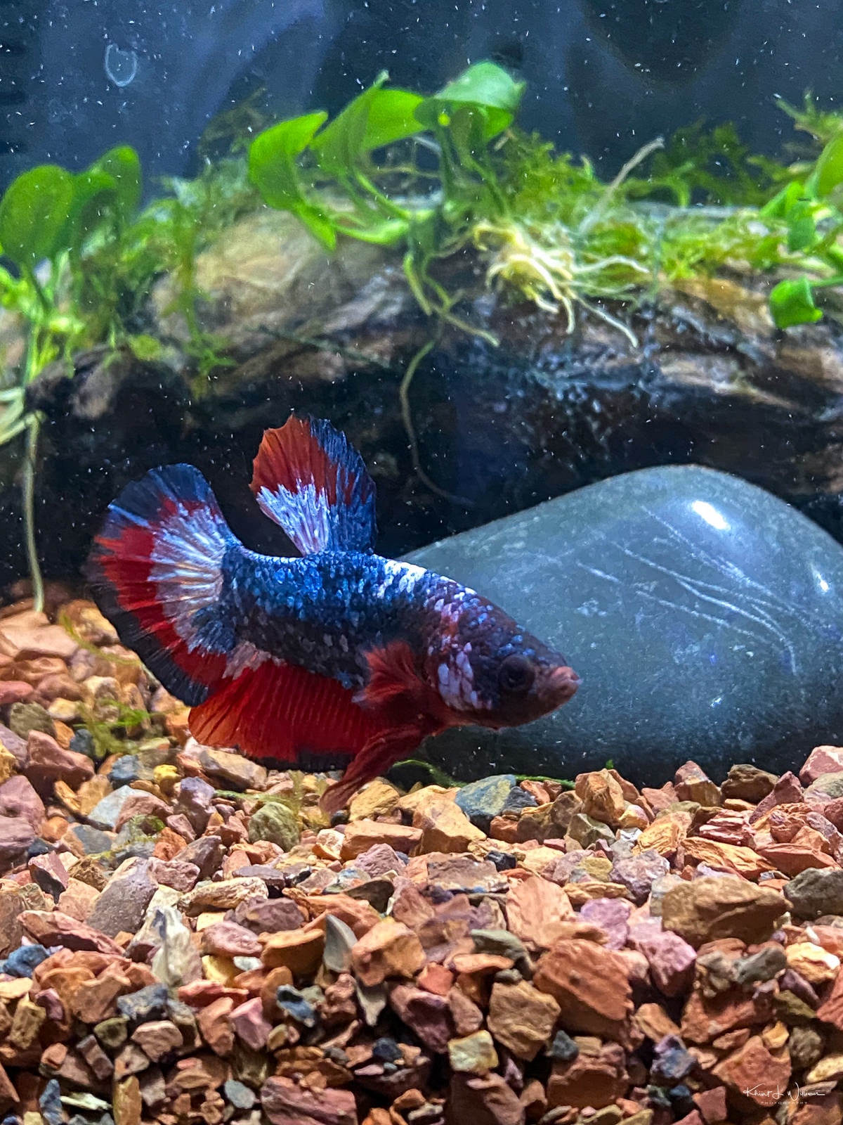 Watching fish swim has a calming effect