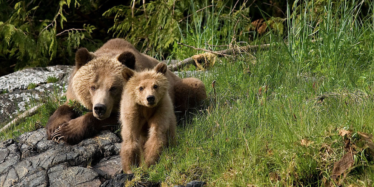 common dangerous animals in washington state