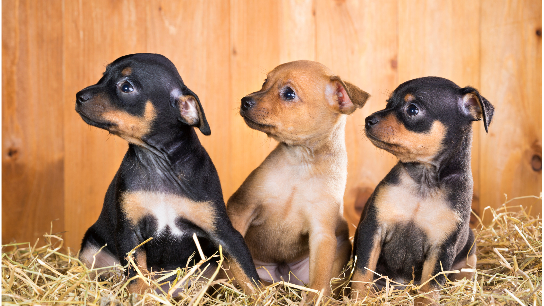 Three Russian Toy puppies