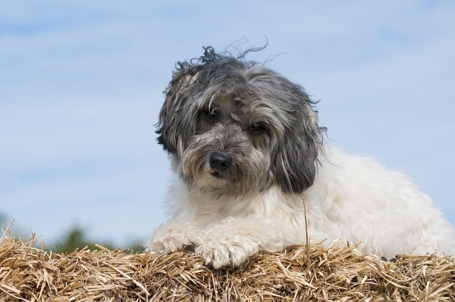 dog, lowchen, laugh, animal, pet, straw, the dog breed