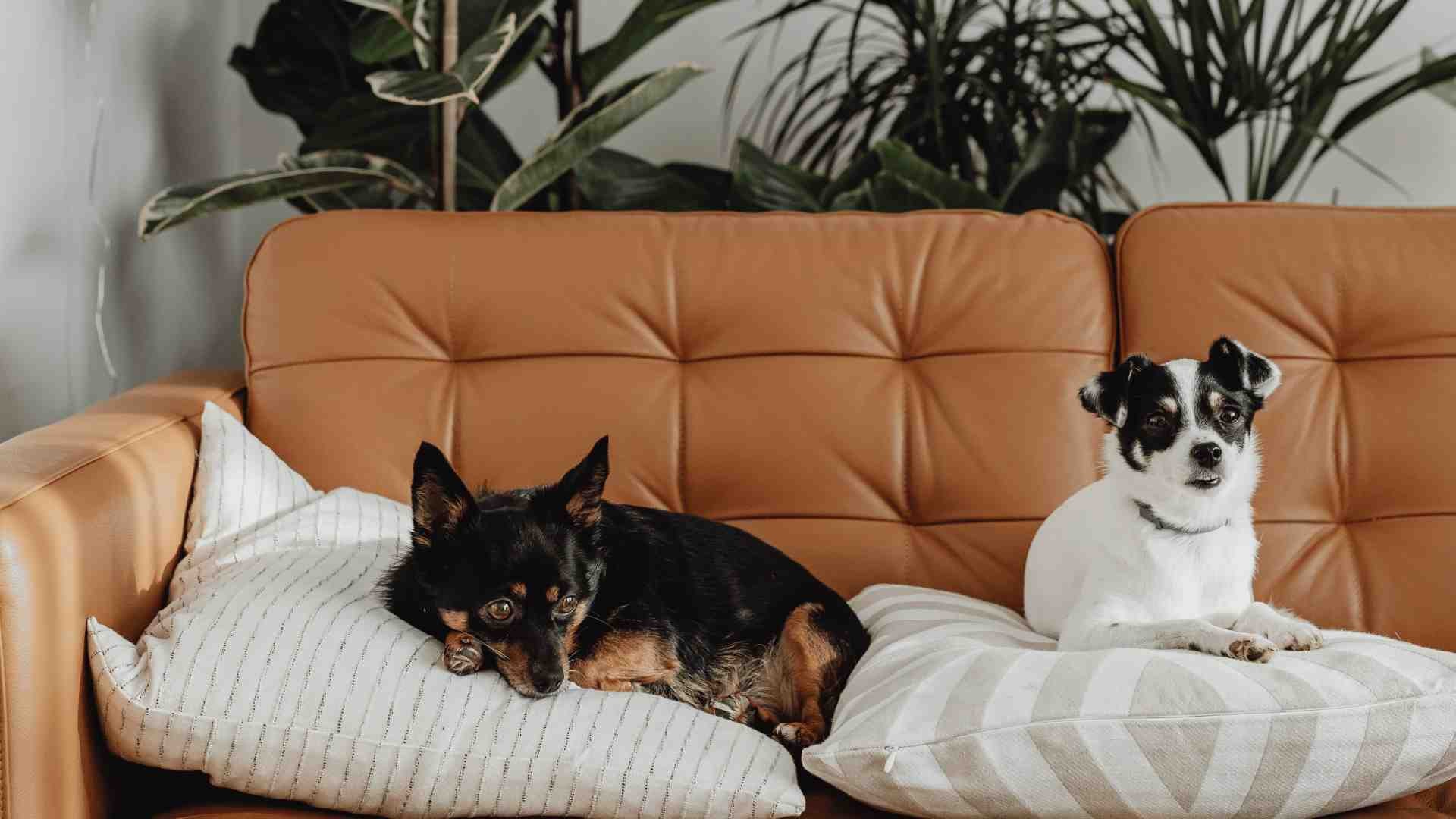 Designer Furniture Covers for Dog Lovers