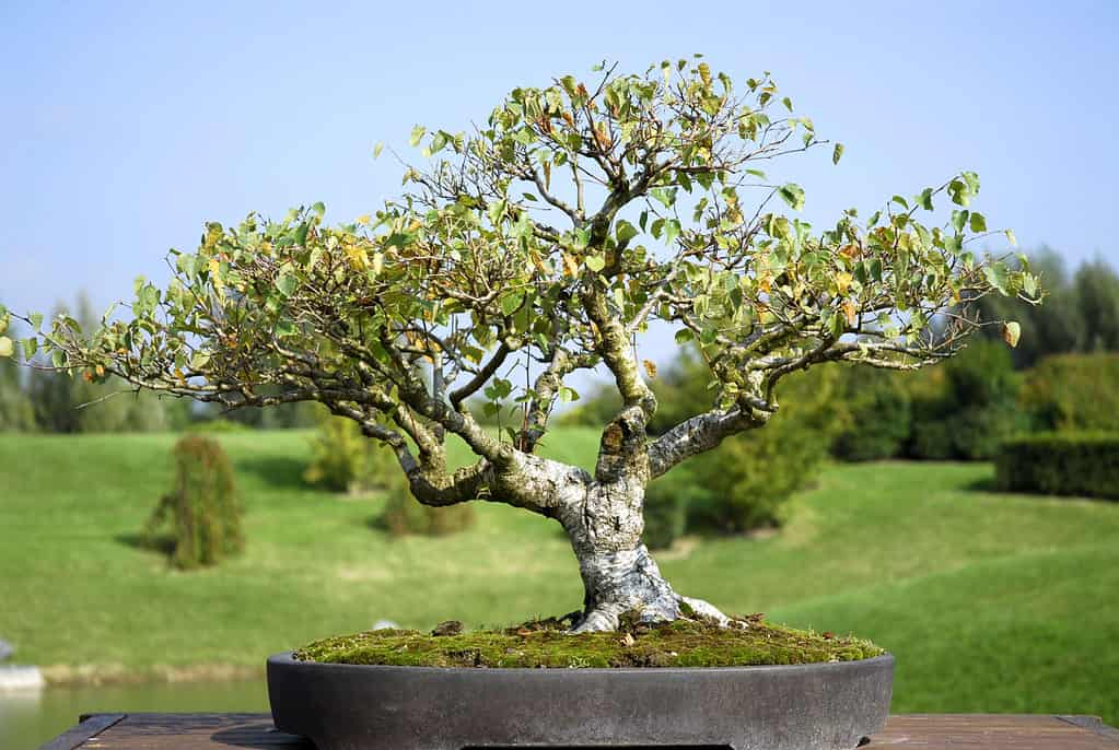 fast growing, growth rate, bonsai