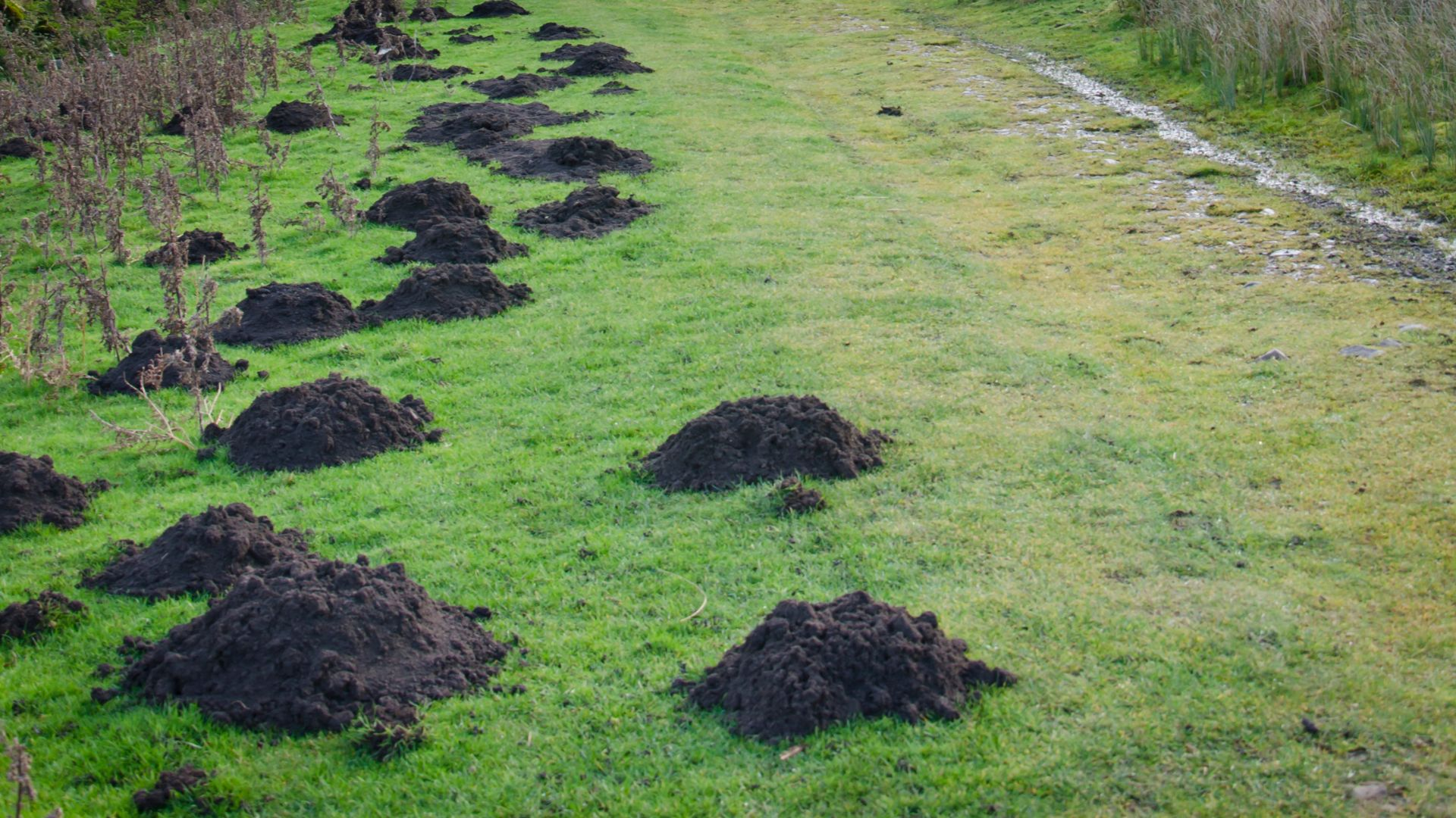 An image of multiple molehills in a yard. 