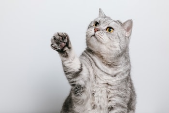 most cats