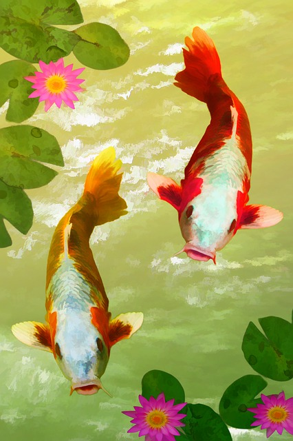 fish, koi, water