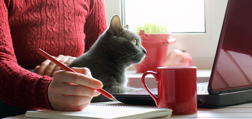 A close up of a person working in front of a laptop. They are taking notes next to a red mug, and patting a grey cat on their lap.