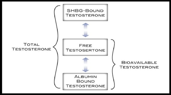 Free Testosterone Vs Total Testosterone - Ranges, Low Test