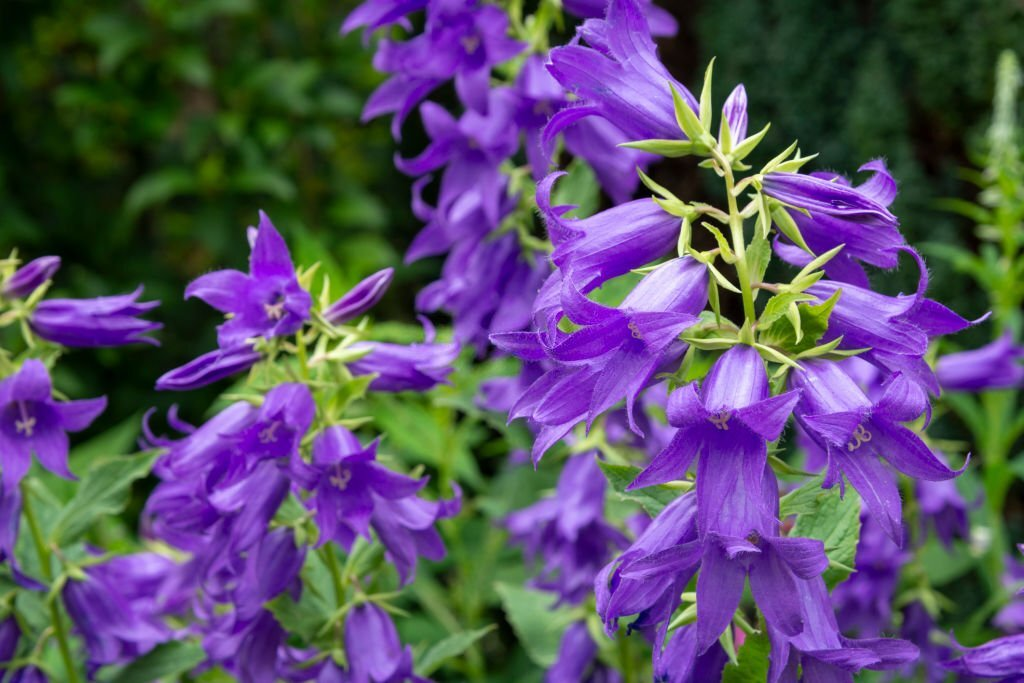 Campanula Latifolia