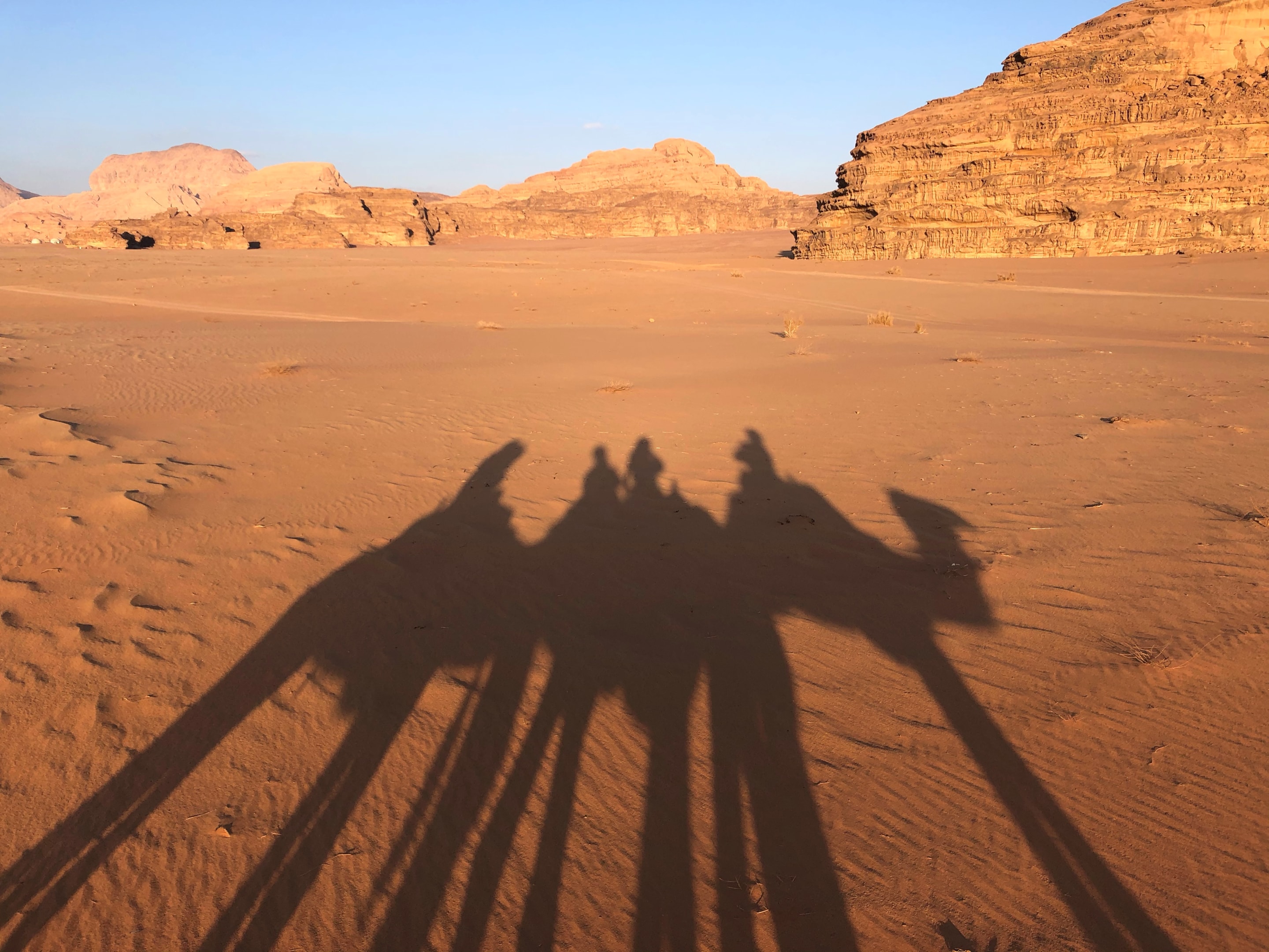 Camel rides in the desert