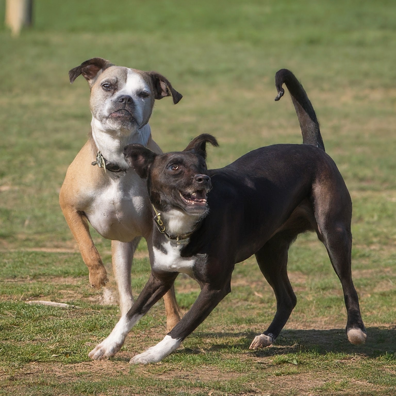 multi dog