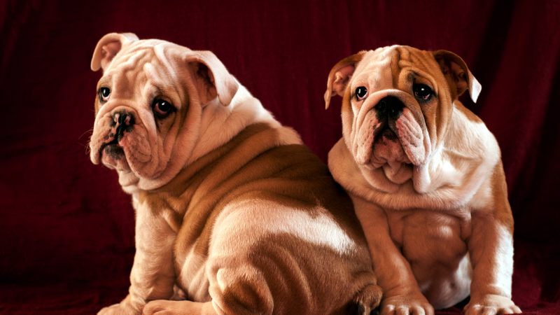6bd3dde7 8bf1 439c af3b 3625bf6841c2 English Bulldog Price (The Ultimate Guide for New Pet Owners)