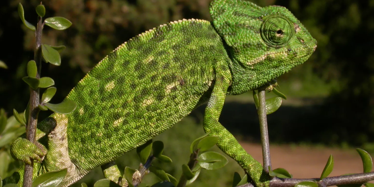 interesting animals in portugal