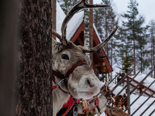 Reindeer in charming small towns on a New England winter getaway