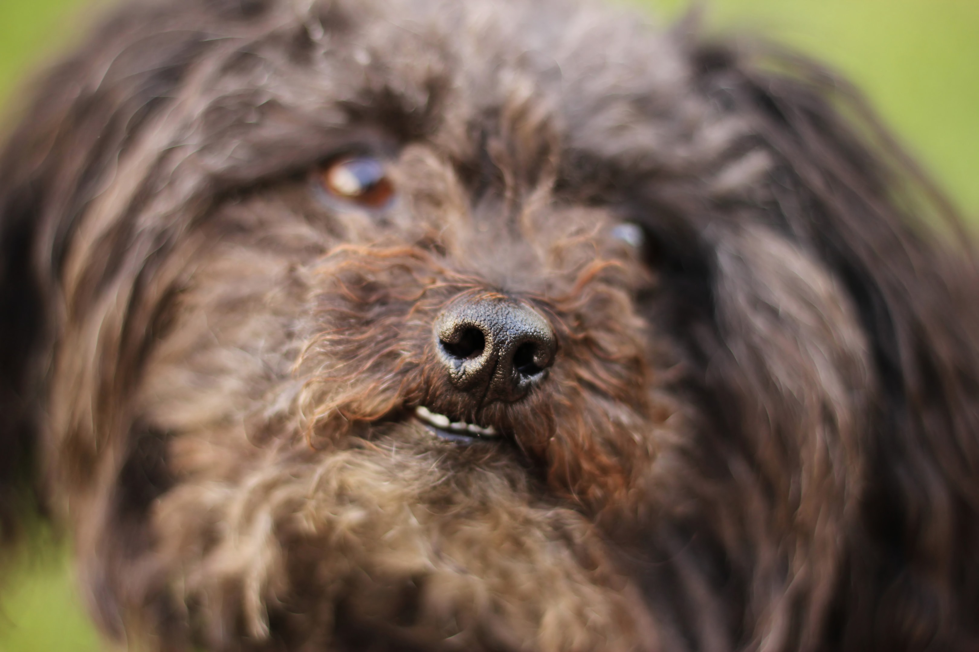 A close up picture of the Bolonka highlighting its expressive face