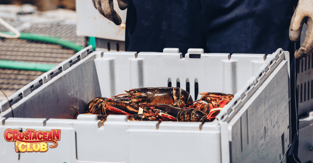 Caught lobster from a fishing trip 