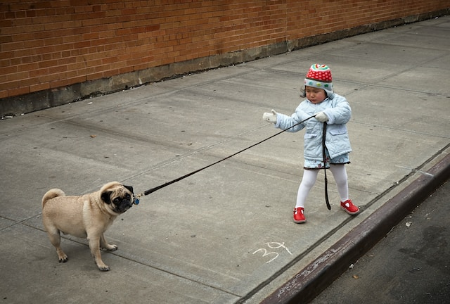 Little-Girl-Pulling A Pug's Leash
