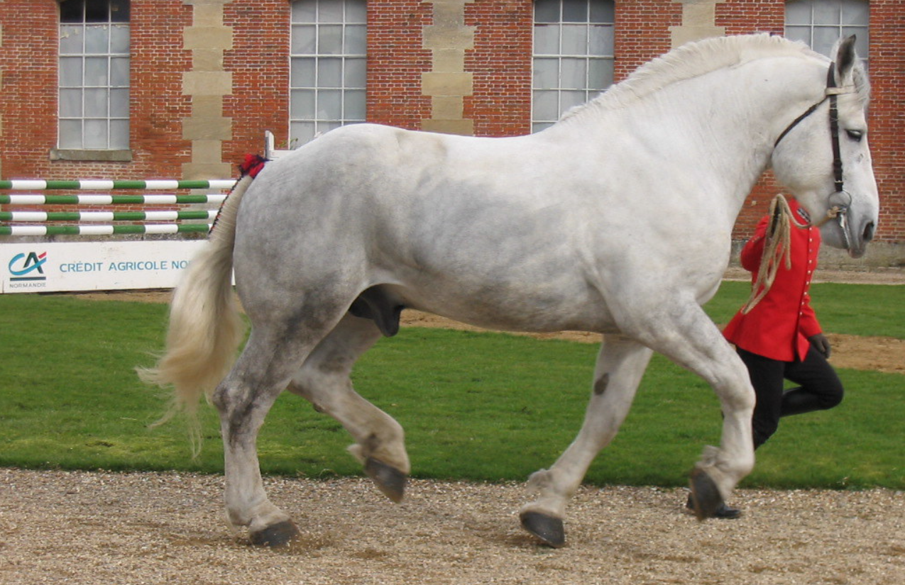 Presenting a white Percheron horse