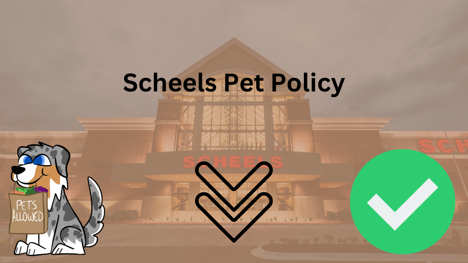 Image Text: "Scheels Pet Policy"