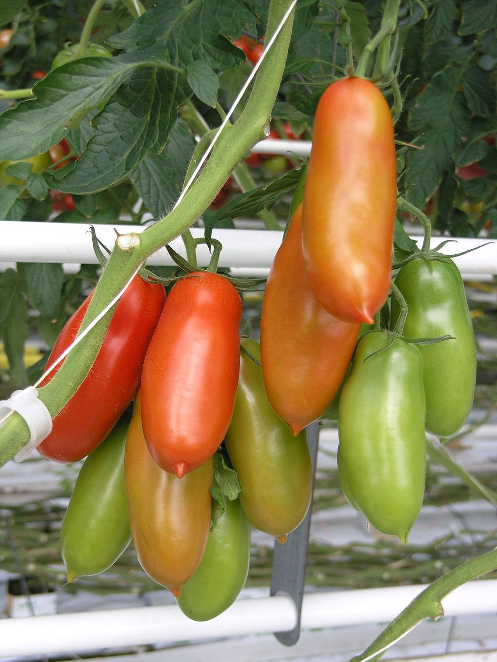 san marzano tomato plants