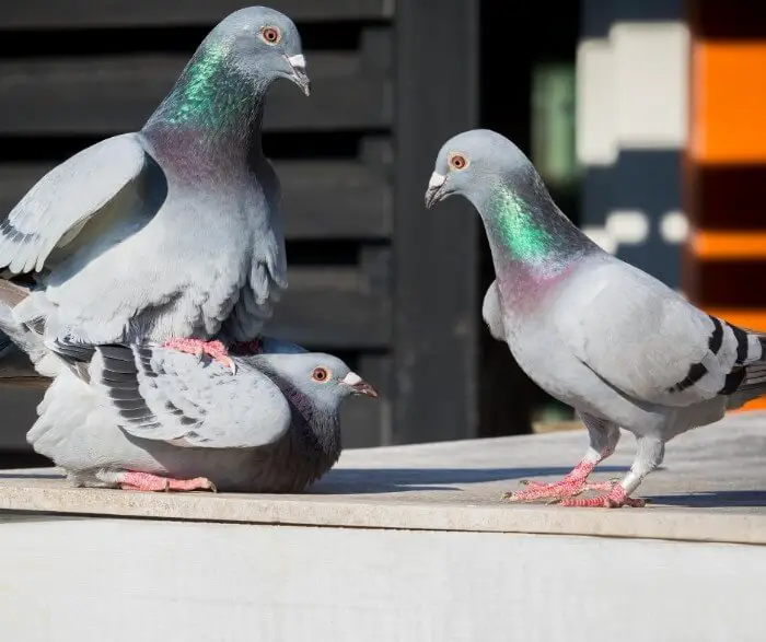 Unveiling the Fascinating Mating Rituals of Pigeons