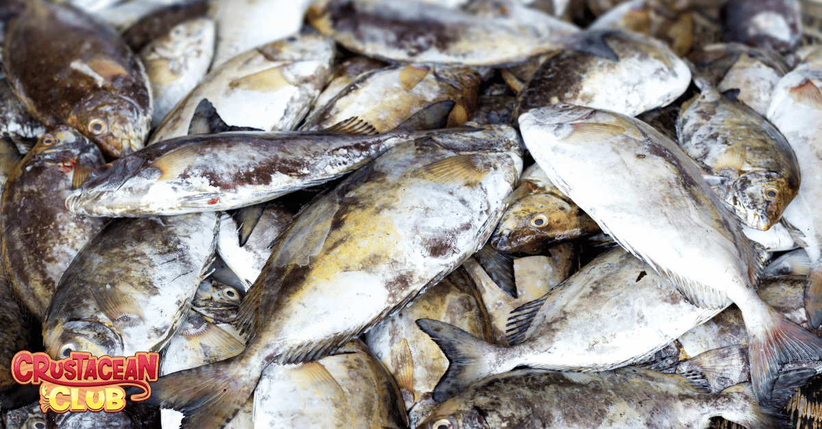 An image of overfishing 